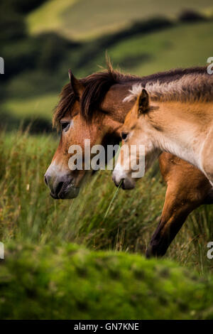 Exmoor pony & Foal on Exmoor, UK Stock Photo