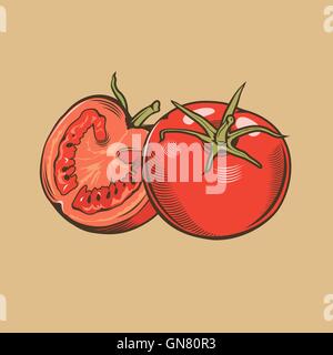 Tomatoes in vintage style. Colored vector illustration Stock Vector