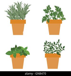 Set of vector culinary herbs in pots with fresh thyme basil, rosemary and parsley Stock Vector