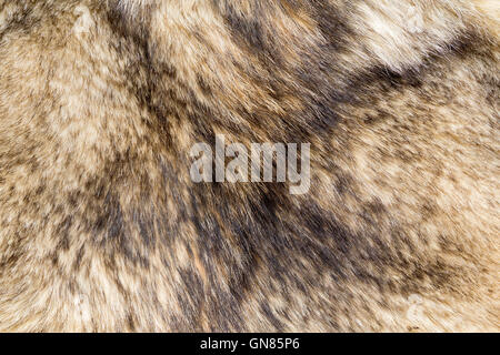 the background texture of the fur pelt of a wild Wolf Stock Photo