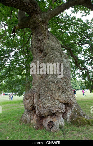 Bole of trunk of ancient knarled sessile oak tree Blenheim Place Woodstock UK Stock Photo