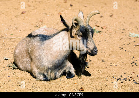 Capra hircus. African pygmy goat. Stock Photo