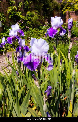 Purple and white Irises in full bloom in a herbaceous border close-up. Stock Photo