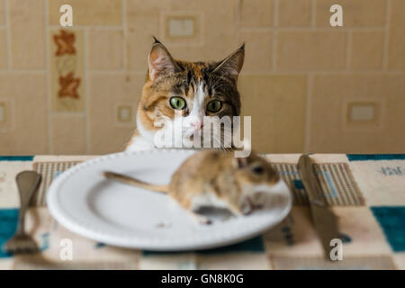 Cat looking to little gerbil mouse on the table. Concept of prey, food, pest.