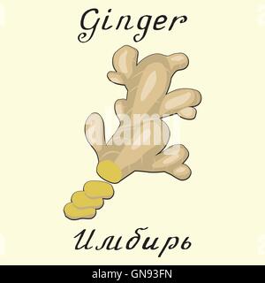 Vector illustration, ginger in hand drawn graphics Stock Vector Art