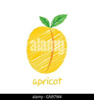 apricot fruit, sketch design vector Stock Vector
