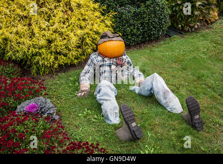 Autumn orange pumpkin head man sitting down in a Autumn garden Halloween garden display humor decoration, Vermont, fall New England fall Stock Photo
