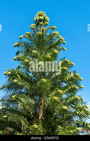 Wollemi Pine, Wollemia nobilis, a tree believed to be extinct, now considered a living fossil. Stock Photo