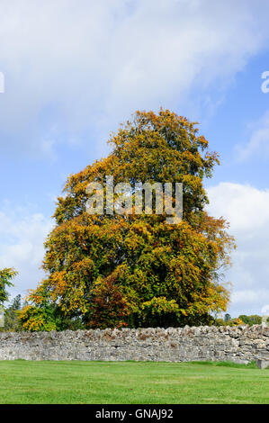 Beautiful Autumn Trees on a sunny day Stock Photo