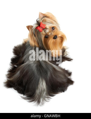 Beautiful Yorkshire Terrier of show class with perfectly groomed long hair and red bow. It lies on white isolated background. Stock Photo