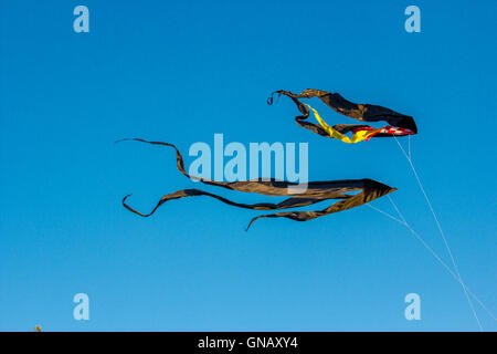 Black kites flying in the blue sky Stock Photo