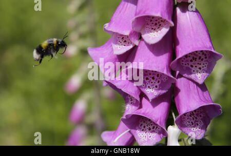 Close-up, bumble bee landing on Foxglove flower Stock Photo
