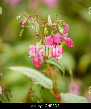 Flower heads and seeds of the Himalayan Balsam plant on the River Tweed an invasive species Stock Photo