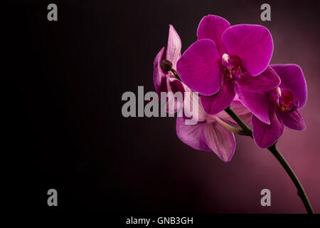 Magenta blossom phalaenopsis at right side of dark Stock Photo