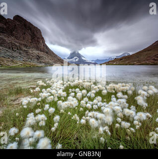 Cotton grass on lake Riffelsee while a thunderstorm hits the Matterhorn Zermatt Canton of Valais Switzerland Europe Stock Photo