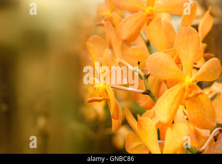 Mokara Gold Nugget orchids flower in the garden Stock Photo