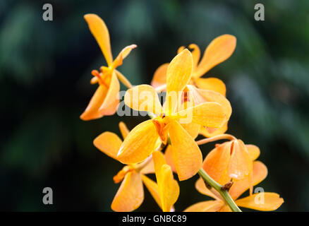 Mokara Gold Nugget orchids flower in the garden on green background Stock Photo