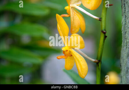 Mokara Gold Nugget orchids flower in the garden on green background Stock Photo