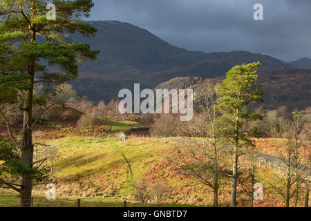 Tarn Hows with the Coniston Fells in the distance, Lake District National Park, Cumbria, England UK Stock Photo