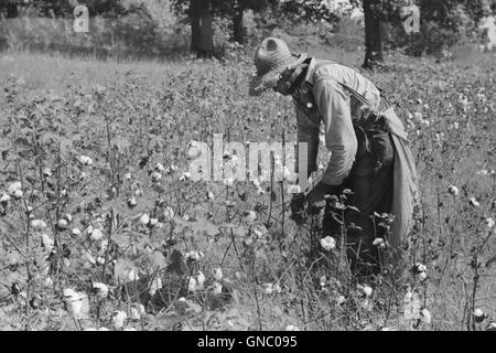 Sharecropper Picking Cotton in Field, near Chapel Hill, North Carolina, USA, Marion Post Wolcott for Farm Security Administration, September 1939 Stock Photo