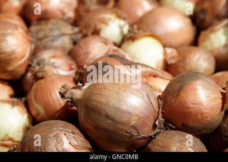brown onions on display on a greengrocers food stall in the uk Stock Photo