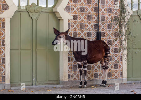 Okapi (Okapia johnstoni) native to the Congo in Central Africa in the Antwerp Zoo, Belgium Stock Photo