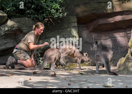 Zookeeper checking on eastern grey kangaroos (Macropus giganteus) in enclosure at the Antwerp Zoo, Belgium Stock Photo