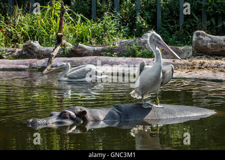 Dalmatian pelican (Pelecanus crispus) resting on hippopotamus (Hippopotamus amphibius) in pond at the Antwerp Zoo, Belgium Stock Photo