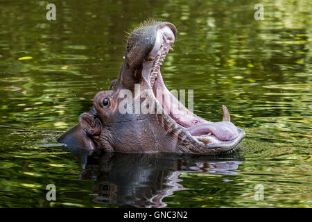 Close up of common hippopotamus (Hippopotamus amphibius) in pond yawning and showing teeth in open mouth Stock Photo