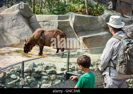 Visitors looking at takin (Budorcas taxicolor) in the Antwerp Zoo, Belgium Stock Photo