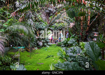 Visitors looking at colourful tropical butterflies in the butterfly garden at the Antwerp Zoo, Belgium Stock Photo