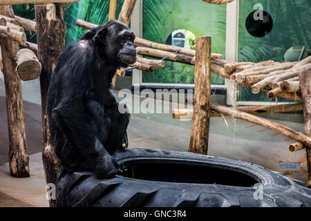 Chimpanzee (Pan troglodytes) in indoor enclosure at the Antwerp Zoo, Belgium Stock Photo