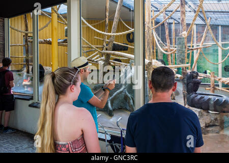 Visitors looking at chimpanzees (Pan troglodytes) in indoor enclosure at the Antwerp Zoo, Belgium Stock Photo