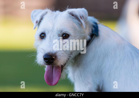 outdoor head portrait of a white Parson Russell Terrier Stock Photo