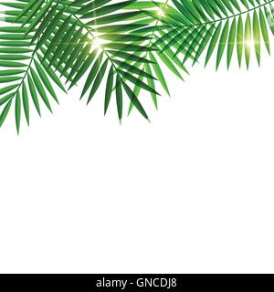 Leaves of palm tree Stock Vector