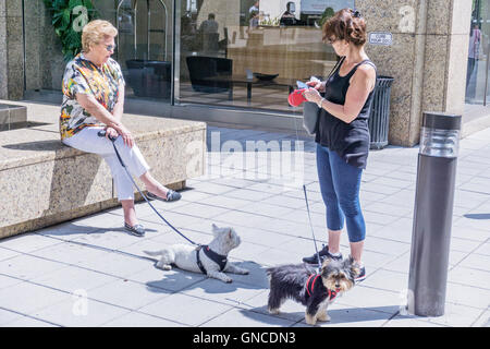 2 New York matrons dog lovers cross paths & bond socialize over their cute little dogs at a plaza on west 57th street Manhattan Stock Photo