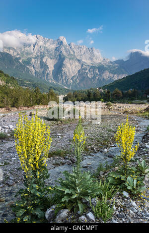 Wild flowers at Theth, with the Radohima Massif in the background, Northern Albania. Stock Photo