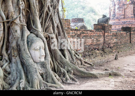 Head parts ruins of ancient buddha statue were covered up the roots of a banyan tree on the old wall at Wat Phra Mahathat temple Stock Photo