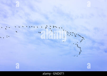 Flock of Canada Geese Flying in V-Formation, Silhouetted Against a Partly Cloudy Evening Sky Stock Photo