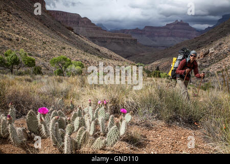 Hiker in the Grand Canyon, Arizona, USA Stock Photo