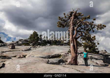 Woman hiker next to a Sequoia tree at Olmsted Point, Tuolumne Meadows, Yosemite, California, USA Stock Photo
