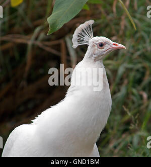 Albino Peacock in mountains outside Adelaide Australia AUS Stock Photo