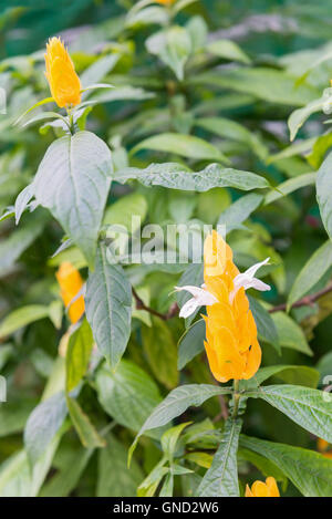 Close up, flowers are pleasing to grow on  green background. Stock Photo