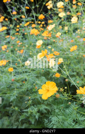 Cosmos plant with flowers in  the garden. Stock Photo