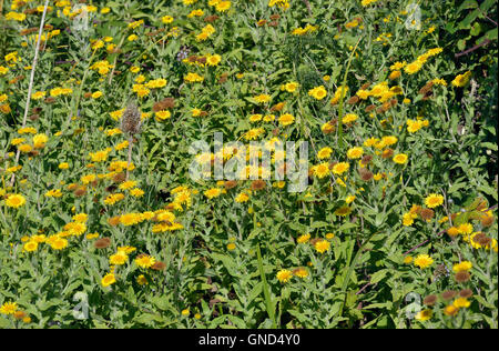 Common or Meadow False Fleabane - Pulicaria dysenterica Bank of flowers Stock Photo