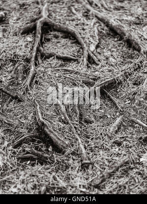 Tree roots covered with pine needles on the ground in forest. Stock Photo