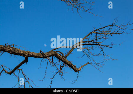 Bright blue sky as a background of a twig in the later winter, still without leaves. Moon on the sky. Stock Photo