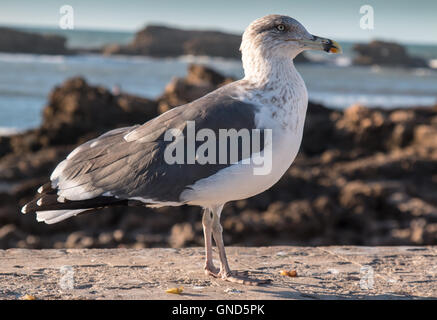 Seagull on a wall at the oceanside in Essaouira, Morocco. Looking directly to the camera. Coastal rocks and Atlantic ocean in th Stock Photo