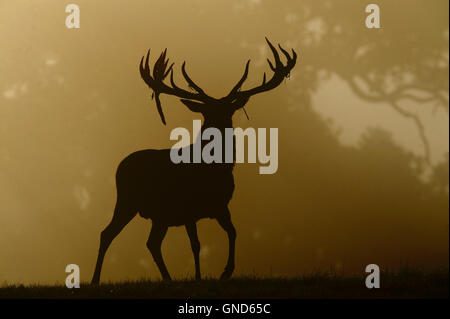 Red Deer (Cervus Elaphus) silhouette Stock Photo
