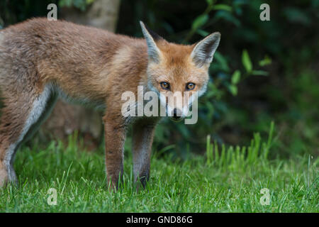 Red fox (Vulpes vulpes) Stock Photo